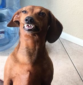 There's An Online Community That Shares Hilarious Dog Photos With Their ...