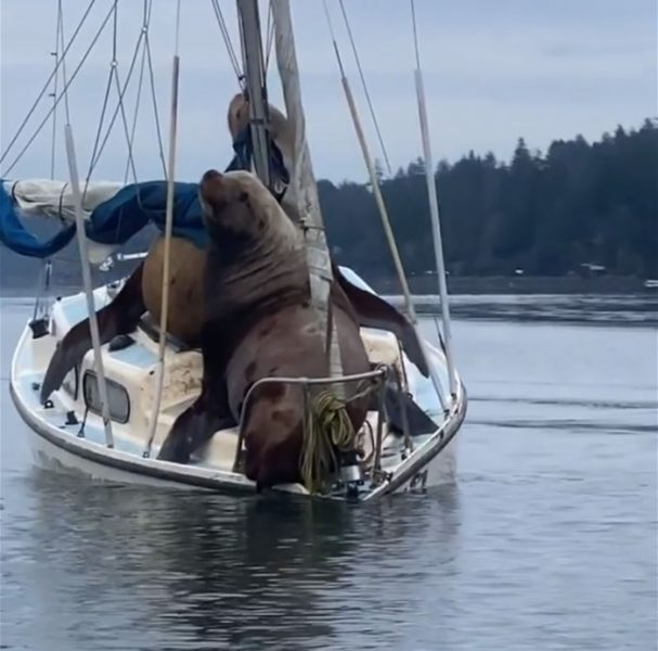 Two Gigantic Sea Lions "Steal" Someone’s Boat And The Video Is Hilarious