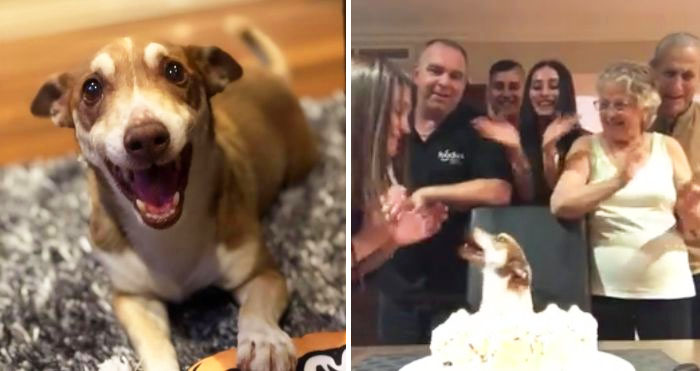 Former abused dog Louis Vuitton celebrates 13th Birthday