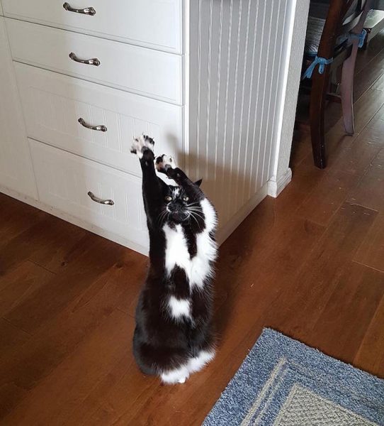 Cat Nicknamed “GoalKitty” Keeps Putting Paws In The Air Like It's About ...