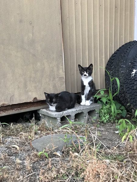 Guy Spots Cat While Out Walking And It Has A Mark On Its Nose That ...