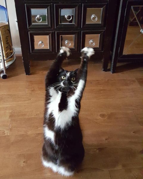 Cat Nicknamed “GoalKitty” Keeps Putting Paws In The Air Like It's About ...