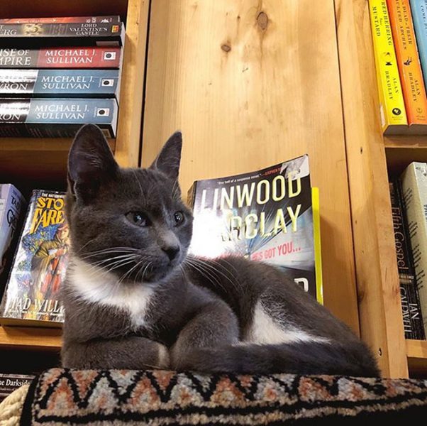 There's A Bookstore In Canada Where Kittens Roam Freely And Customers ...