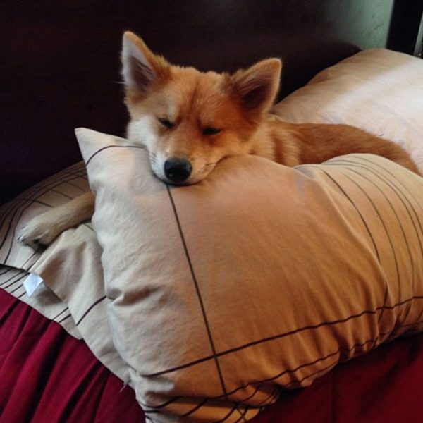 Meet Mya The 'Pomsky' That Looks Half Fox, Half Dog