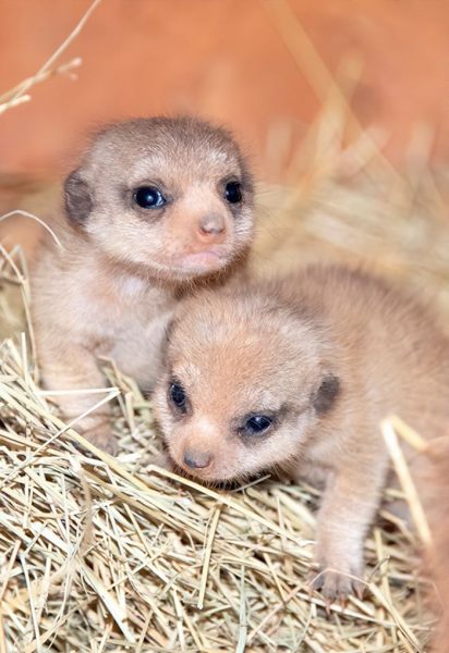 Miami Zoo Shares Baby Meerkat Photos And People Can't Handle The Cuteness