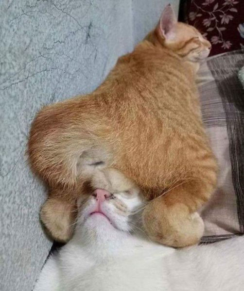 35 Hilarious Photos Of Cats Falling Asleep In The Weirdest Places