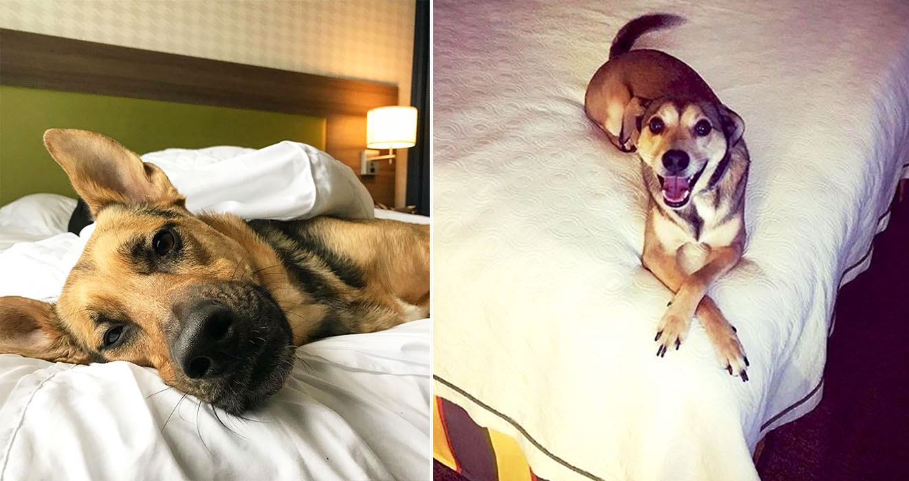 This Hotel Gives Guests The Chance To Foster Dogs During Their Stay