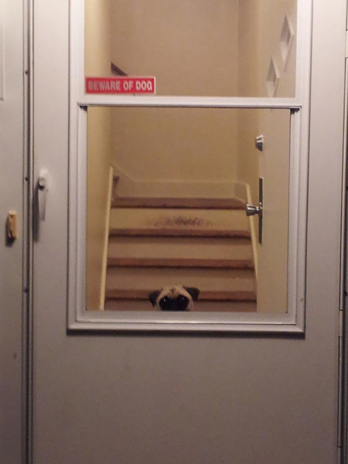 Pug Peeking Over Door Window
