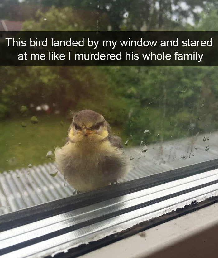 funny bird snapchats stare up window
