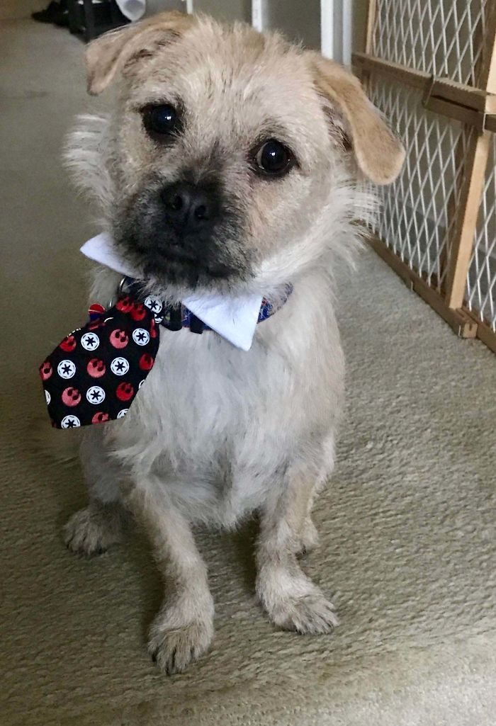 pets coworker quarantine puppy with necktie