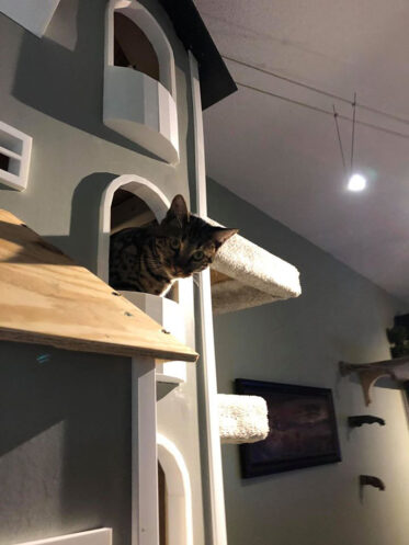 Rob Built Two Kitty Towers For His Cats And Now People Want The ...