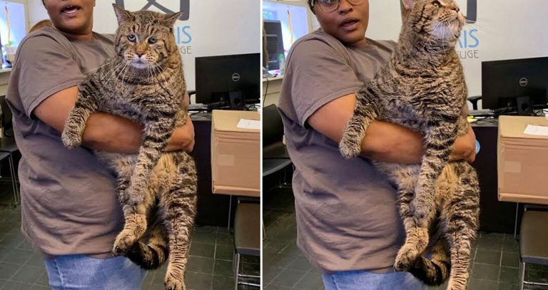 26lb Chonky Cat Mr B Finally Found His Forever Home After Getting Adopted 