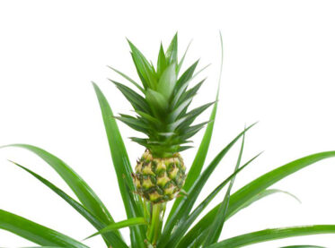 People Are Getting Pineapple Plants To Add A Tropical Vibe To Their Home