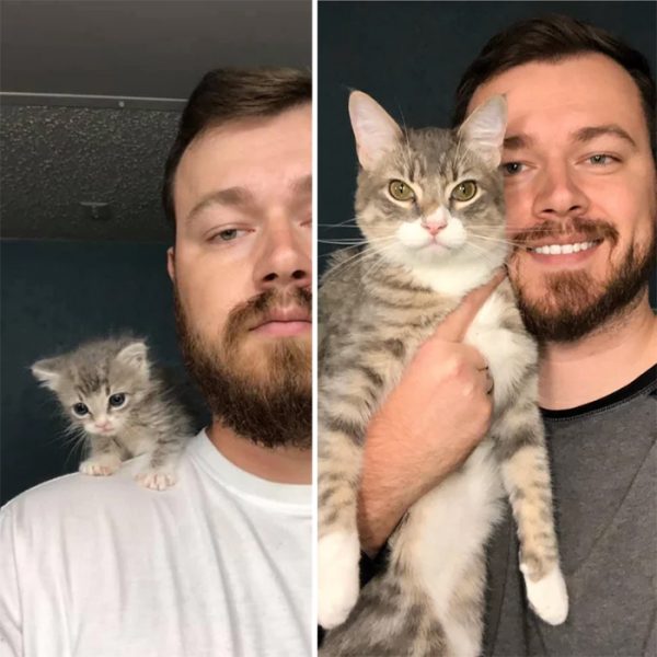 People Are Sharing Before And After Photos Of Their Adopted Cats And It ...