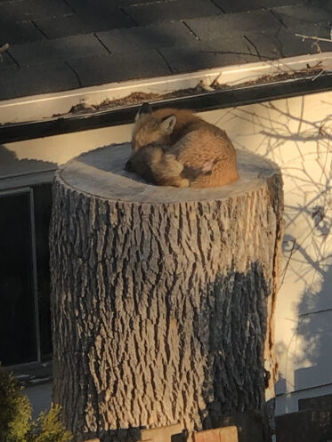 Couple In Quarantine Spot Fox Sleeping On Tree Stump And It's The Most ...