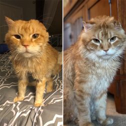 People Are Sharing Before And After Photos Of Their Adopted Cats And It ...