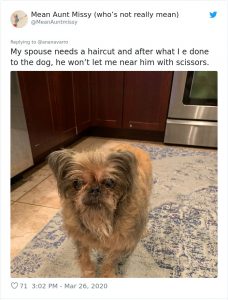 30 Hilarious Times Quarantined People Failed At Grooming Their Dog And ...