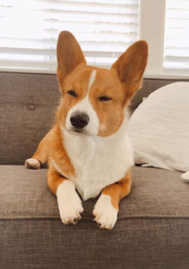 There's A Facebook Group Dedicated To Sharing Disapproving Corgi Photos