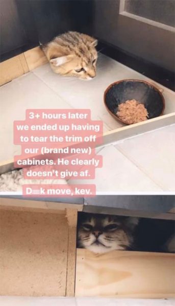 Woman Starts Hilariously Documenting Her Attempt To Look After A Cat ...