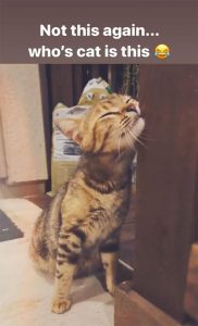 Woman Starts Hilariously Documenting Her Attempt To Look After A Cat ...