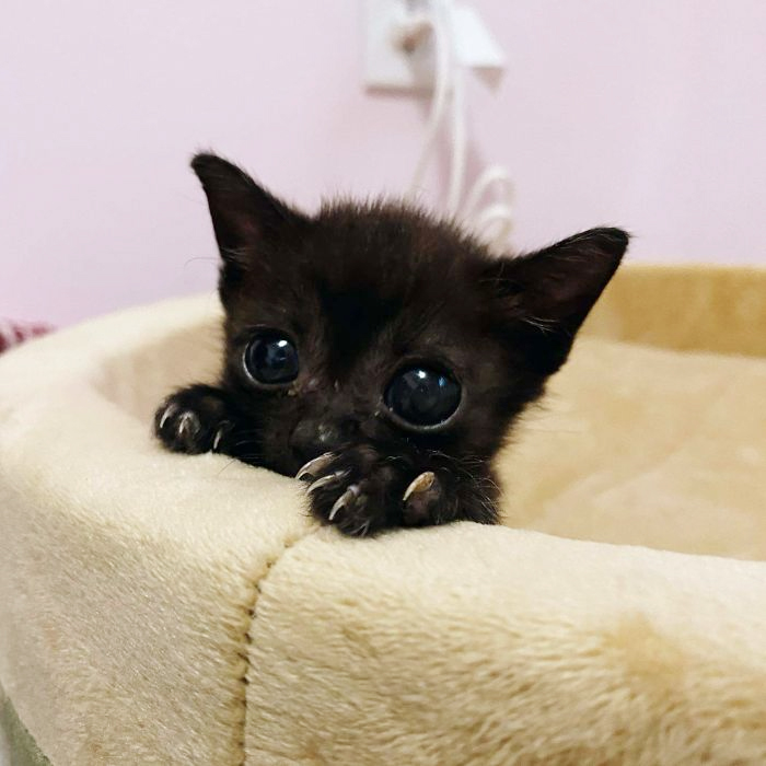 cute black kitten with sharp claws