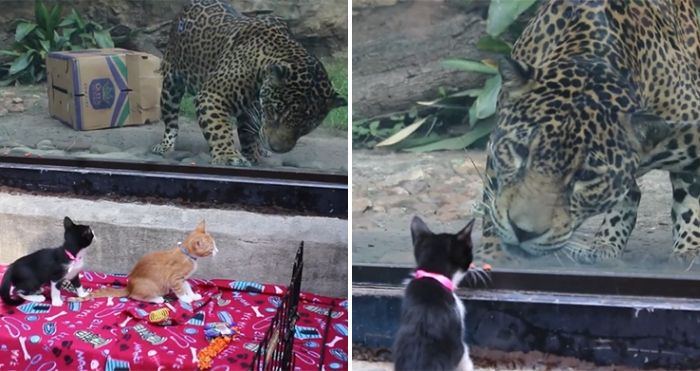 Shelter Animals Went On A Field Trip To San Antonio Zoo To Meet Their