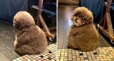 Meet 'Kokoro' - A Fluffy Poodle That's Gaining Fame For His Human-Like ...