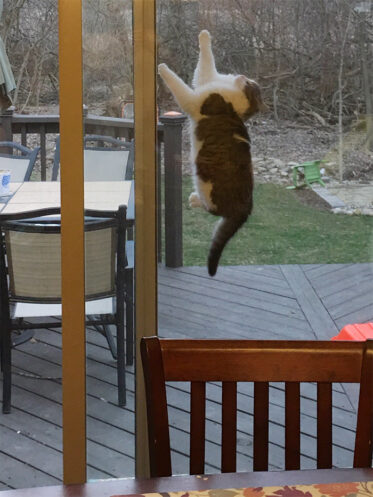 40 Cats Who Thought Defying Their Owners Wasn't Enough So They Defied ...