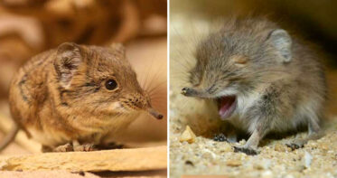 Elephant Shrews Have Been Found In Africa After Decades Of Being A ...