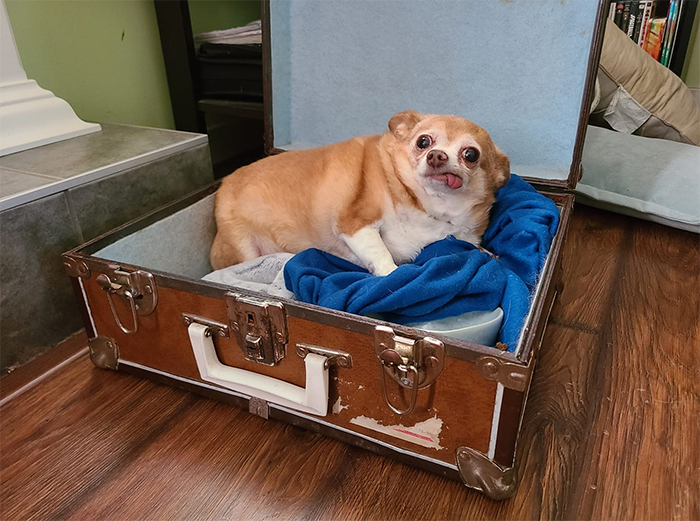 chubby dogs sleeps in a suitcase