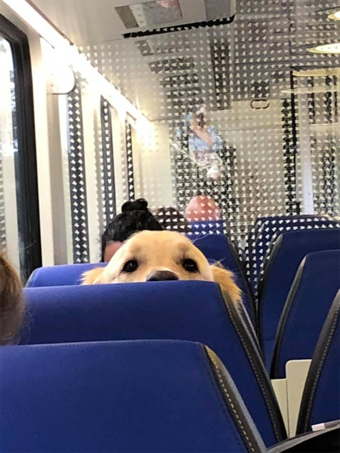 dogspotting at the train