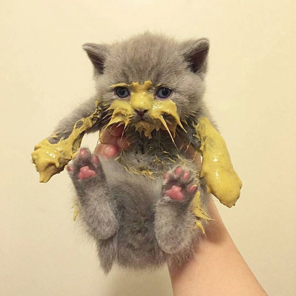 People Have Been Sharing Photos Of How Messy Their Cats Can Be When