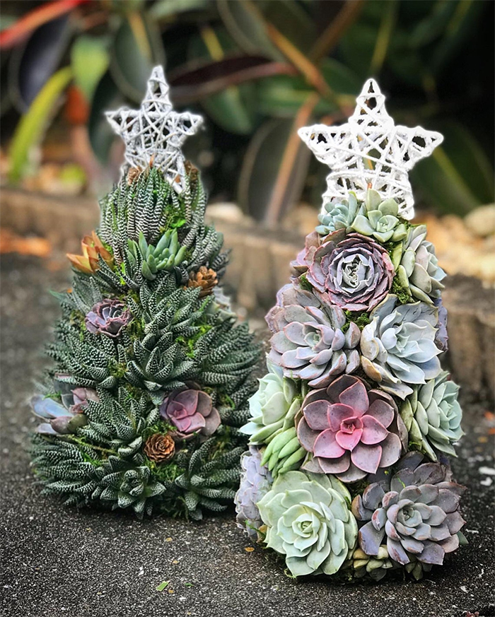 succulent christmas trees