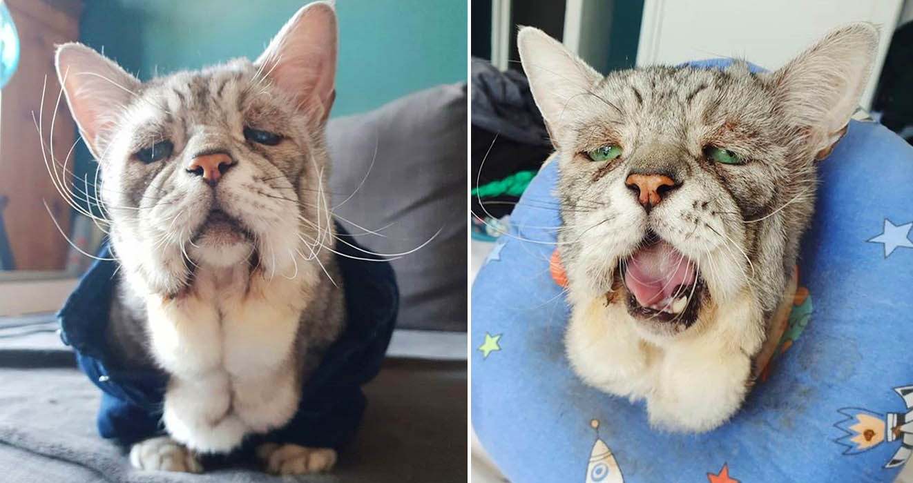 A Cat With Ehlers-Danlos Syndrome Was Finally Adopted And Found His