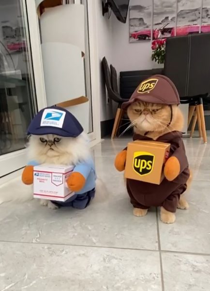 This Cat Duo Dress-Up As Delivery Drivers For Halloween