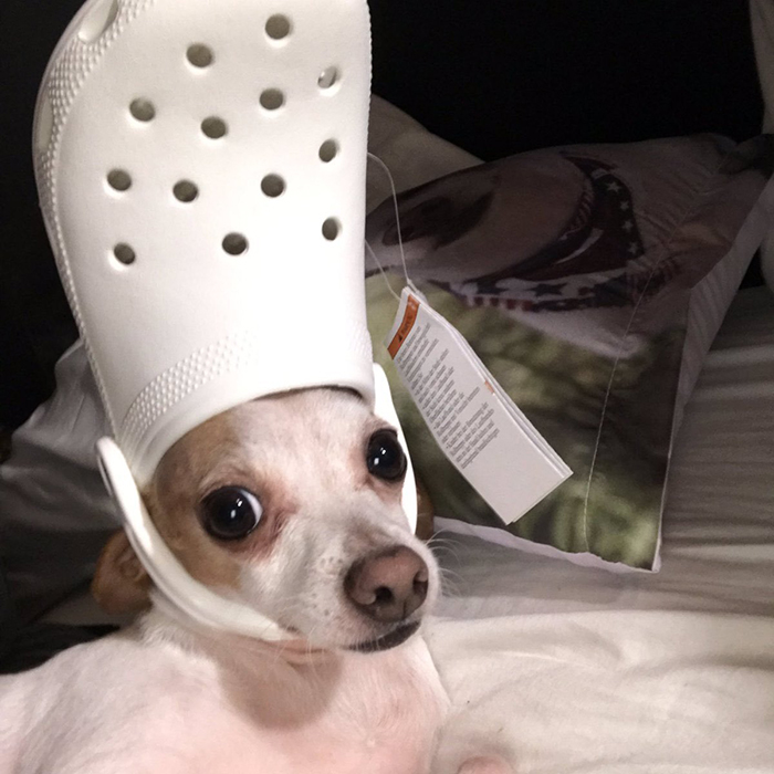 30 Cats And Dogs Who Look Like The Pope With Their Slipper Hats