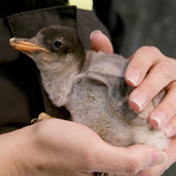 chick fostered by gay penguin couple sphen and magic