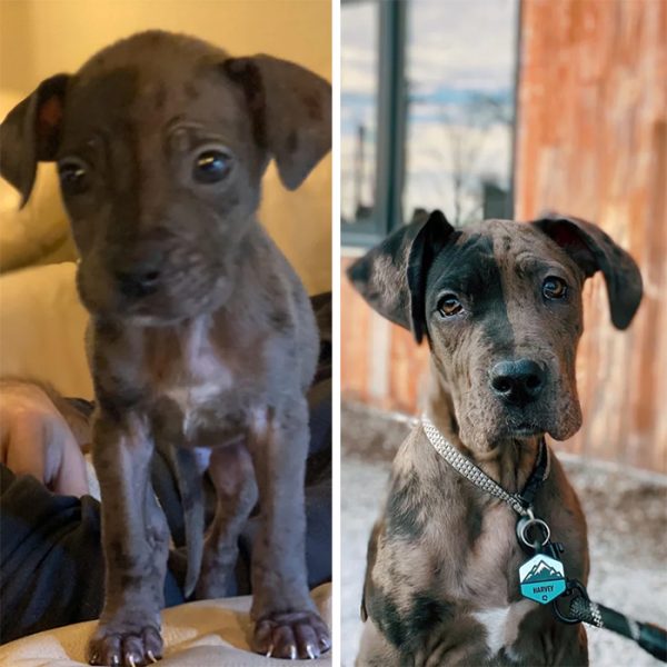 Heartwarming Dog Before And After Adoption Photos