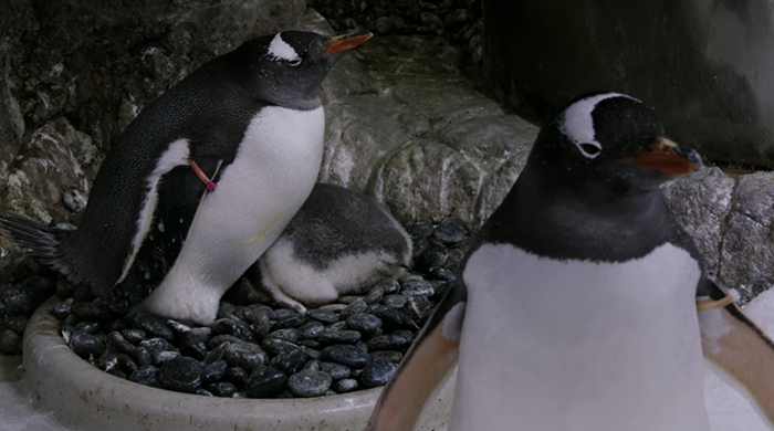 gay penguin couple sphen and magic at sea life sydney aquarium
