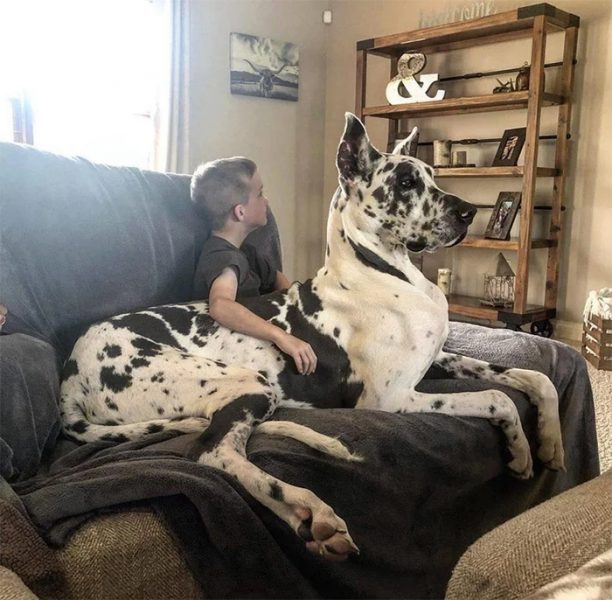 A List Of Giant Dogs That Don't Quite Understand How Big They Actually Are