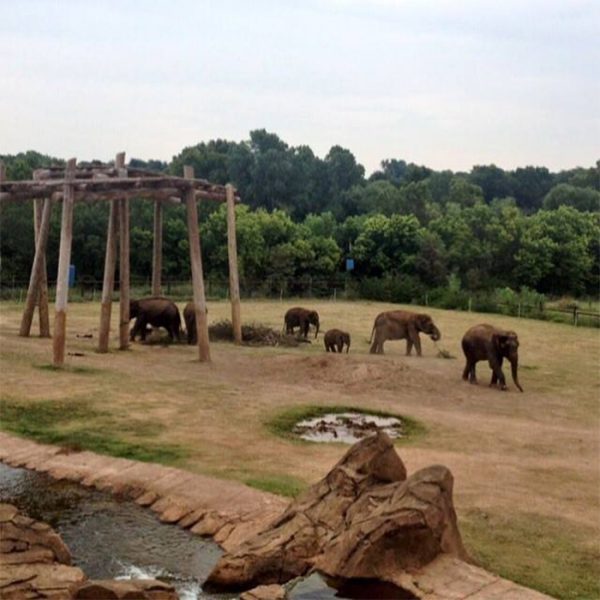 The Oklahoma City Zoo Released A Video Showing An Elephant Ultrasound ...