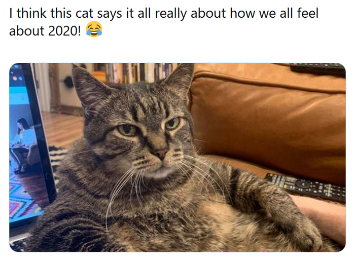 youre the best cat meme