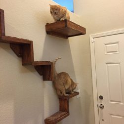 These Floating Cat Stairs Provide A Stylish Route To Their Floating Cat ...