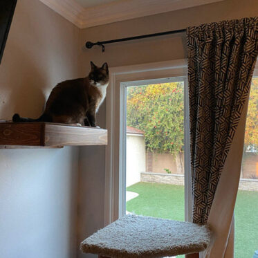 These Floating Cat Stairs Provide A Stylish Route To Their Floating Cat ...