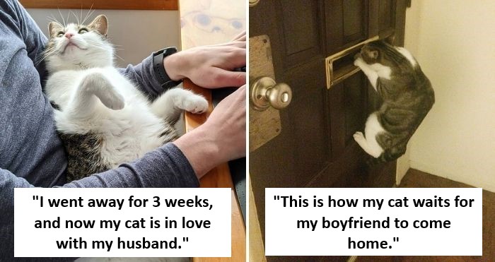 50 Hilarious Cat Memes From This Instagram Account Anyone Obsessed With Cats  Would Enjoy