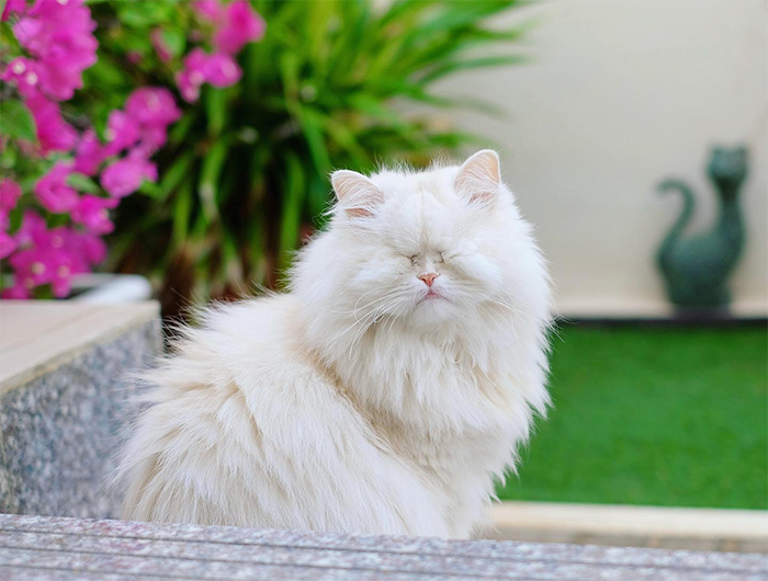 blind persian cat refuses to eat recovery