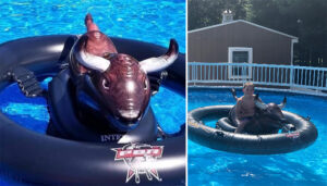 bull pool float video