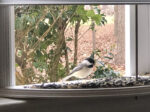 This Bird Feeder Attaches To Your Window So Wildlife Can Step Inside ...