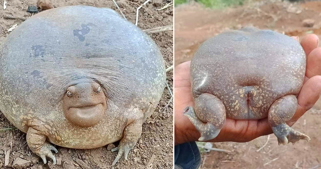 This Blunt-Headed Burrowing Frog Looks Like A Real Life "Jabba The Hut"