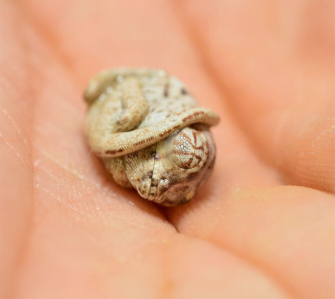 This Baby Chameleon Is Only Seconds-Old And Still Thinks He's Inside